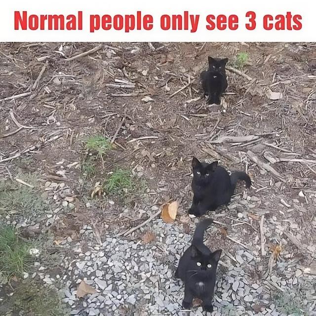 Optical Illusion: Find the Fourth Cat in This Picture?